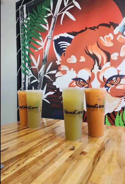 Four NovaCane cups lined up in front of the red panda mural.